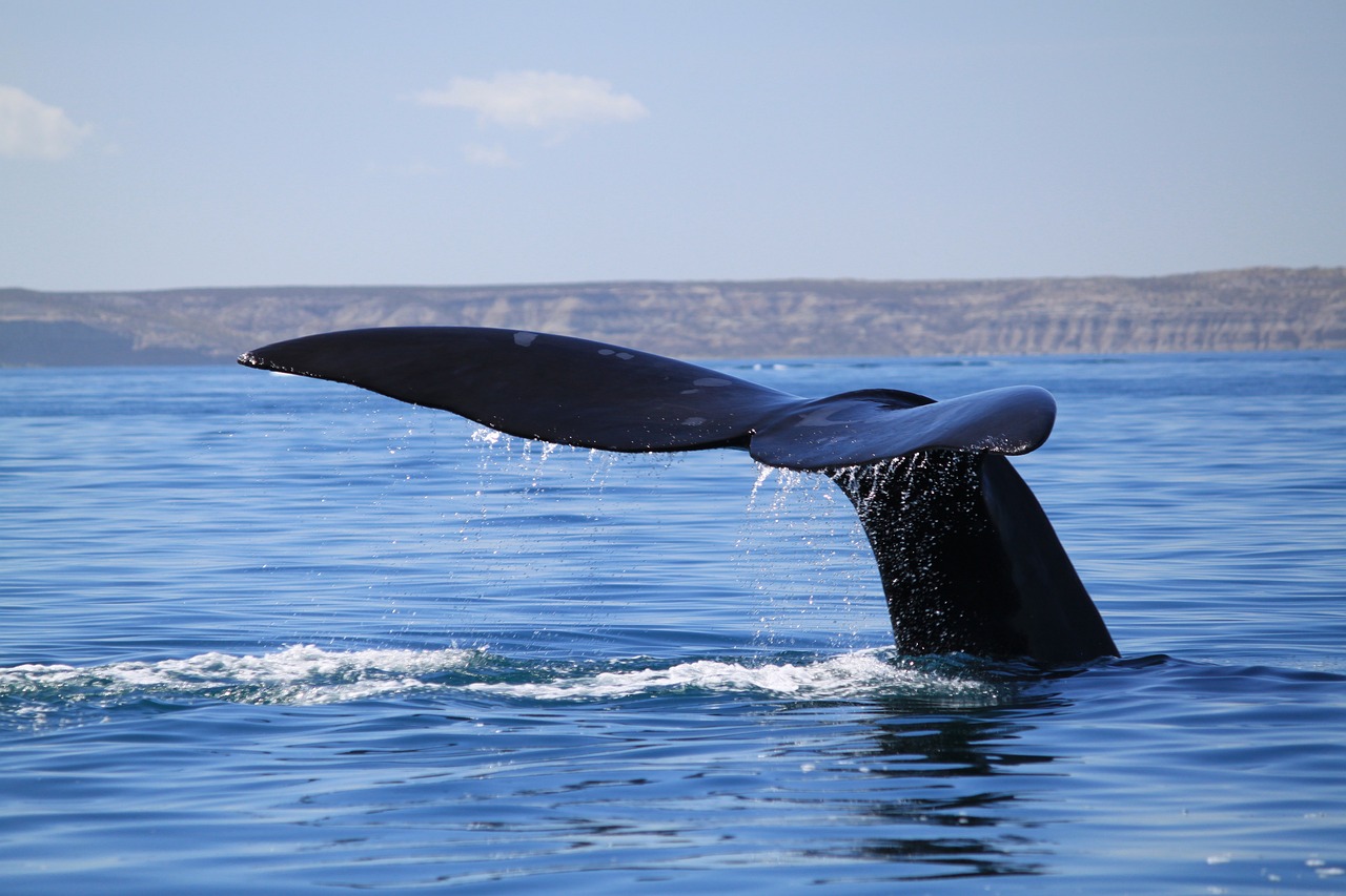 Voir des baleines en Argentine : baleine sortant de l'eau