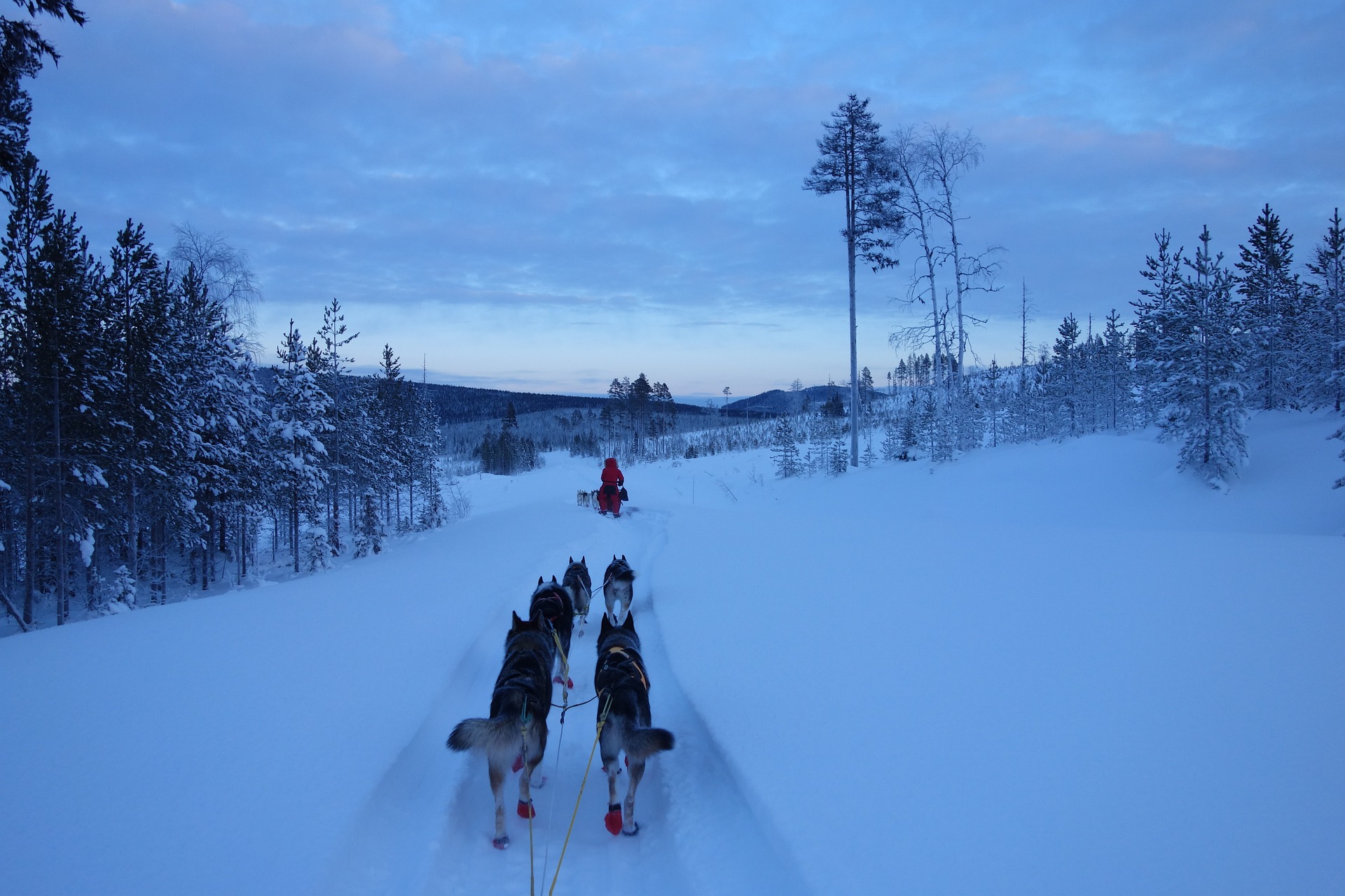 Voyage de 5 jours en Laponie, pour apprécier les activités comme les safaris avec les huskys