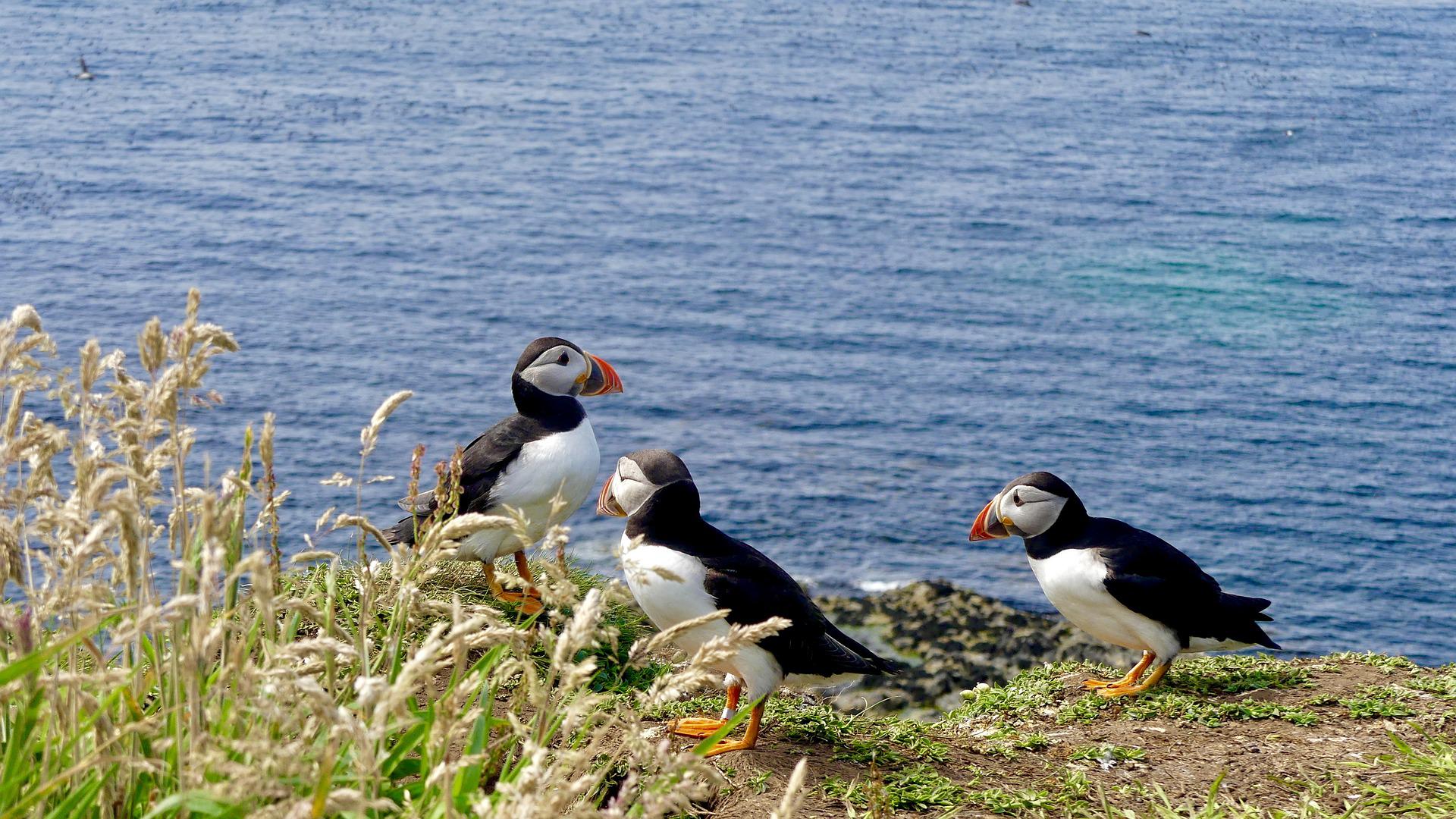 Sur la côte armoricaine, se trouvent les 7 îles, réserve naturelle ornithologique parmi les plus grandes de France.