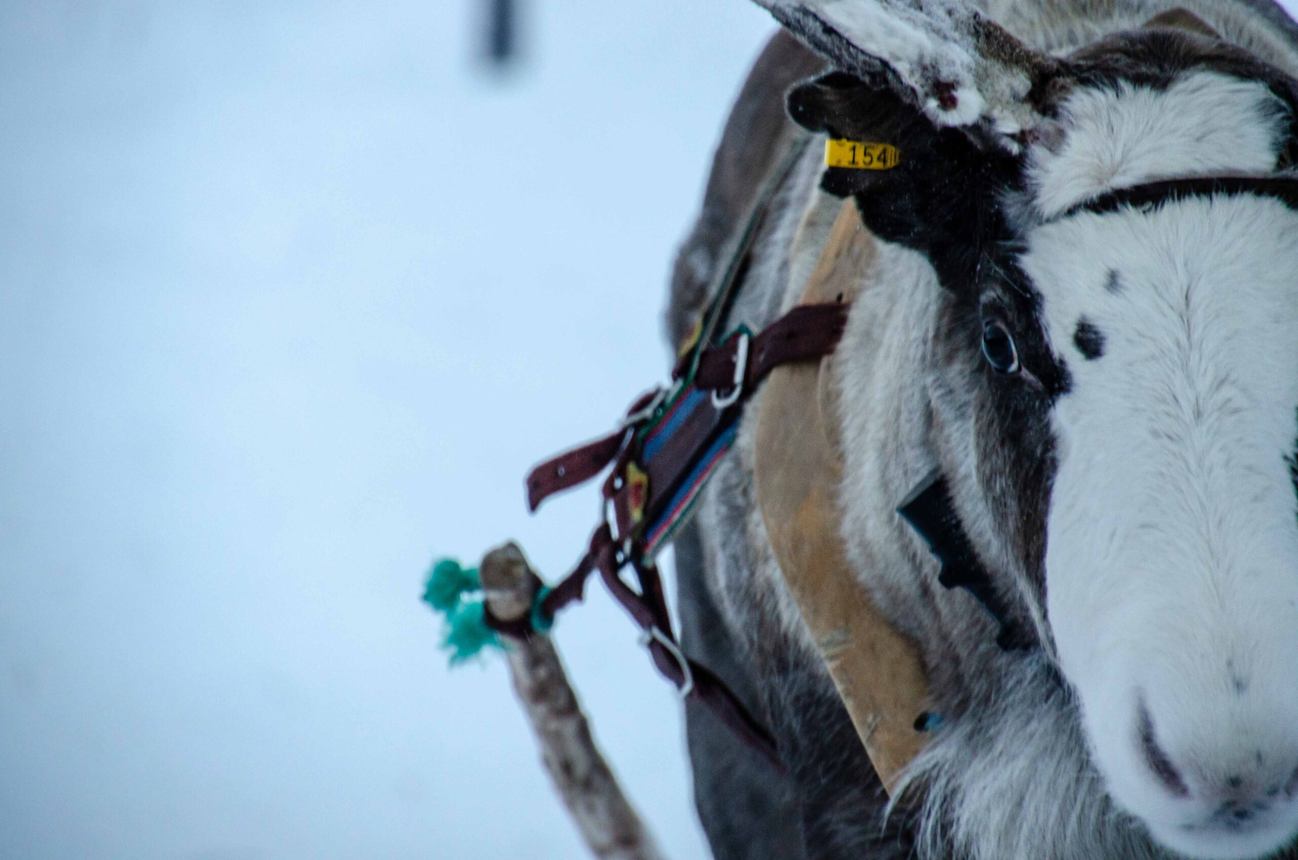 Activités en Laponie : rennes