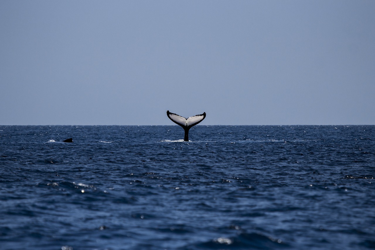 Blog voyage Argentine : Baleine dans la Penisncule Valdes