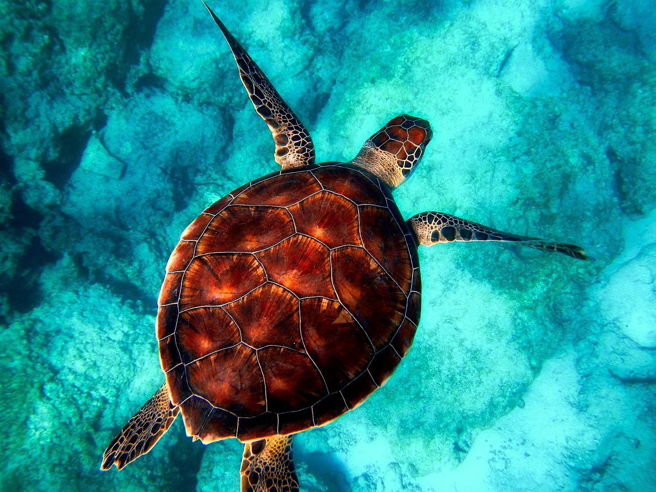 Que faire à Nouméa : plonger avec des tortues