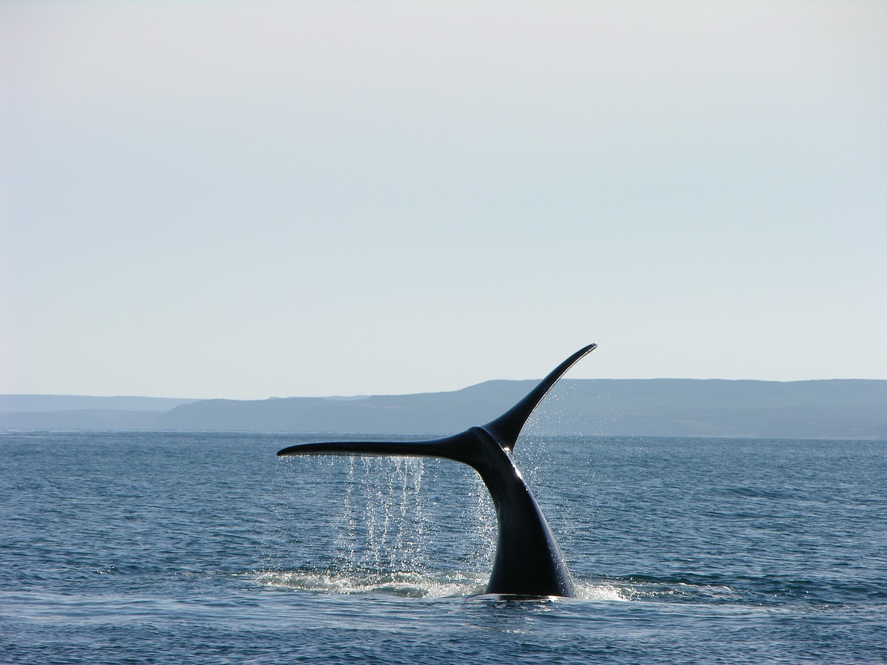 10 jours en Patagonie : baleine en argentine