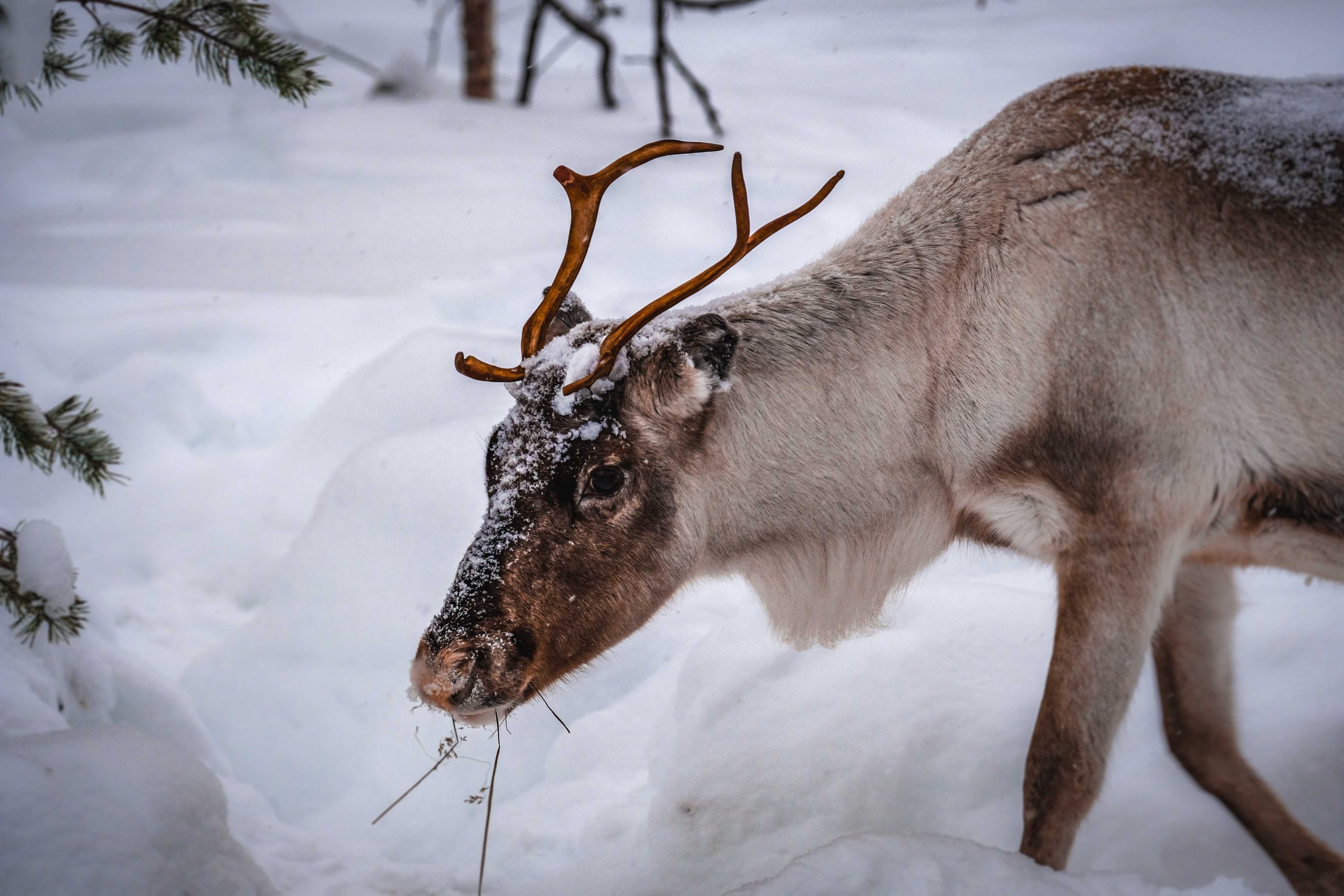 questions sur la Laponie : voir des rennes en laponie