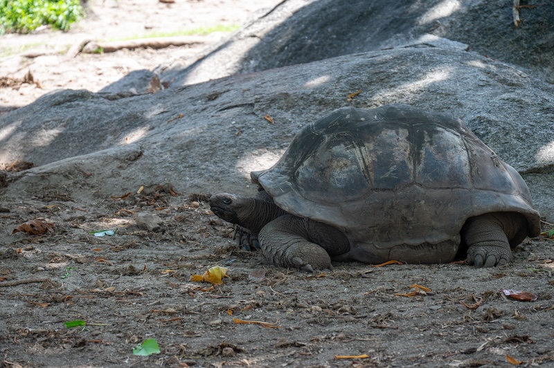 Voir des tortues aux Seychelles : tortue à la digue