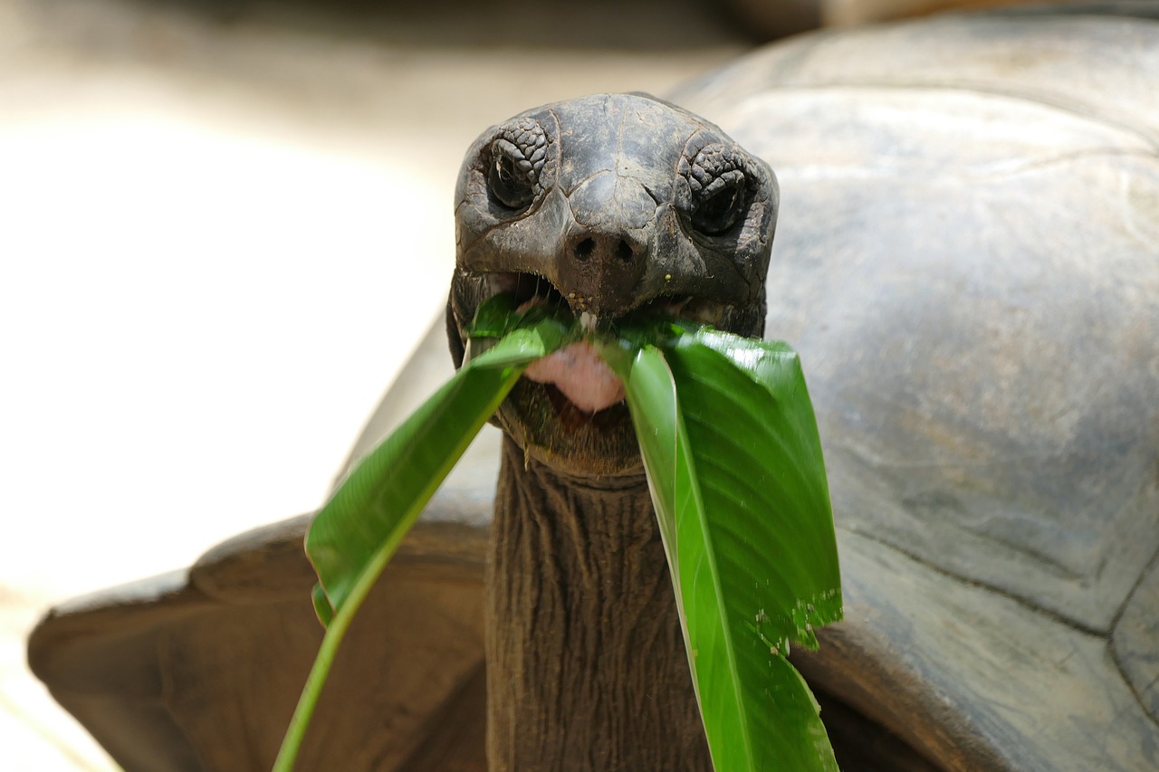 Voir des tortues aux Seychelles : tortue qui mange