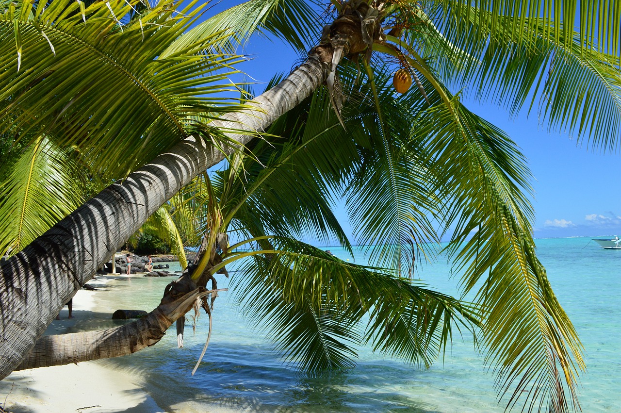 4 jours à Bora Bora : palmiers