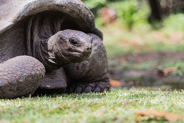 Voir des tortues aux Seychelles : tortue géante